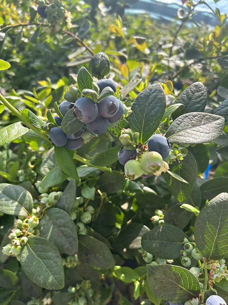 �{ݮ���û��|�Nֲ�{ݮ�a(ch��n)������